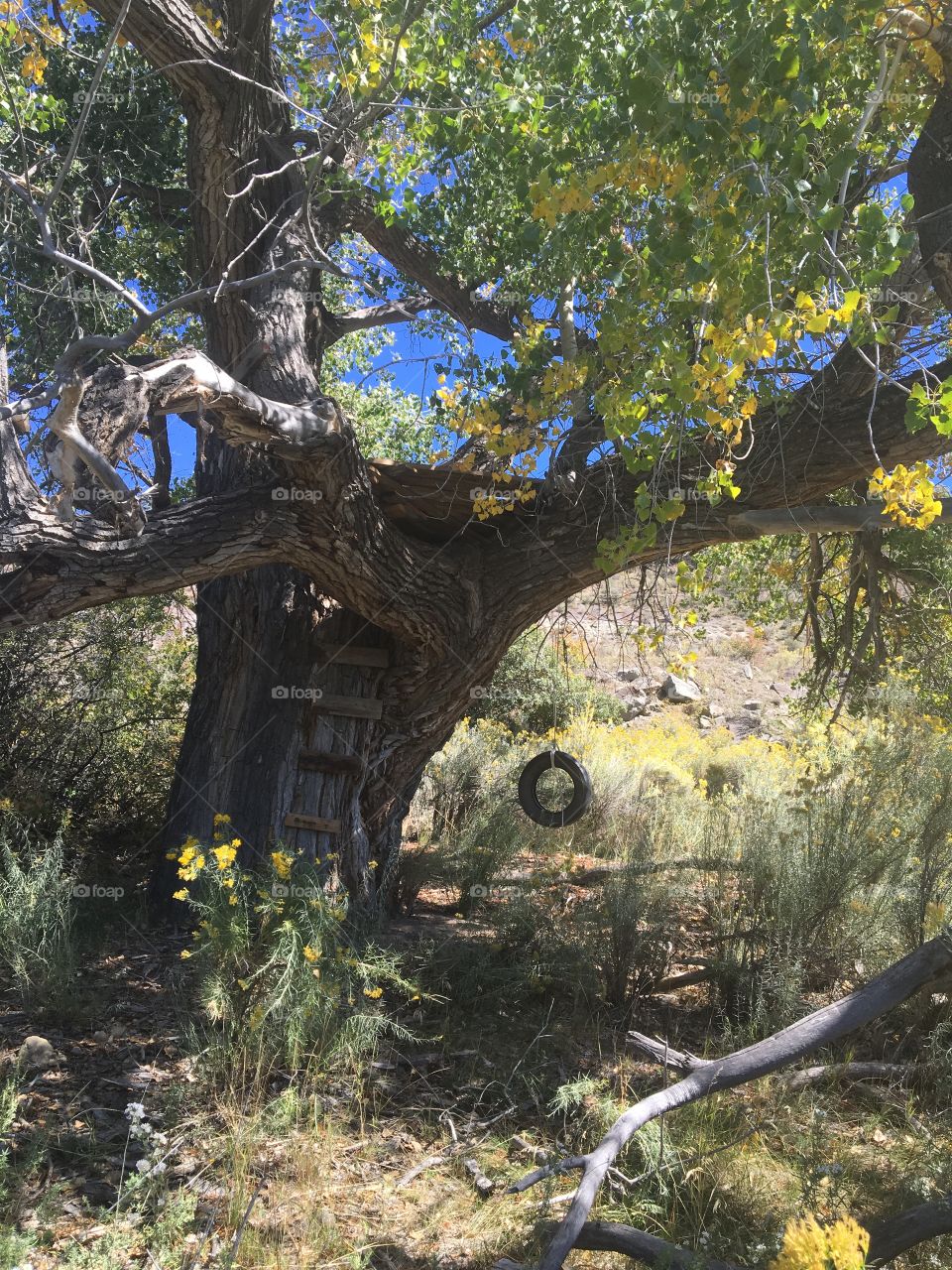 Hidden treehouse at Navajo State Park, Colorado 