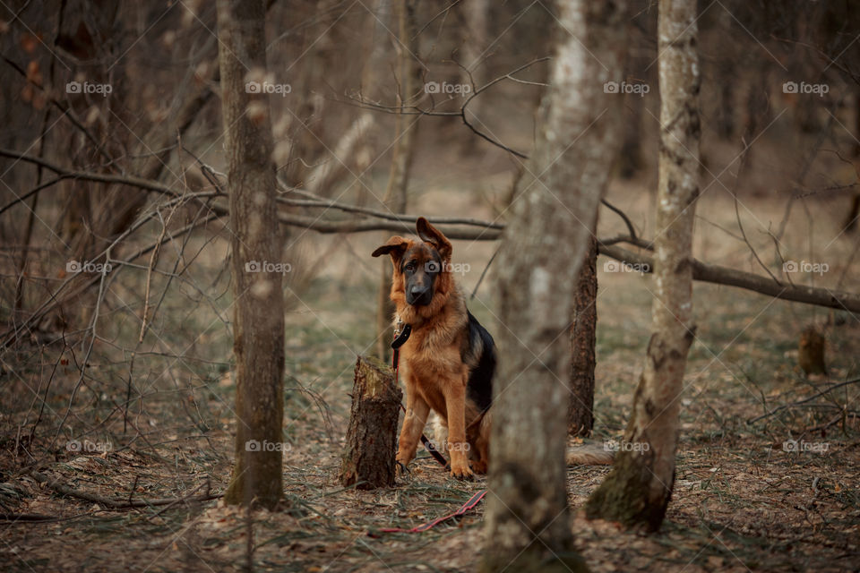 German shepherd 8-th months puppy in a spring forest