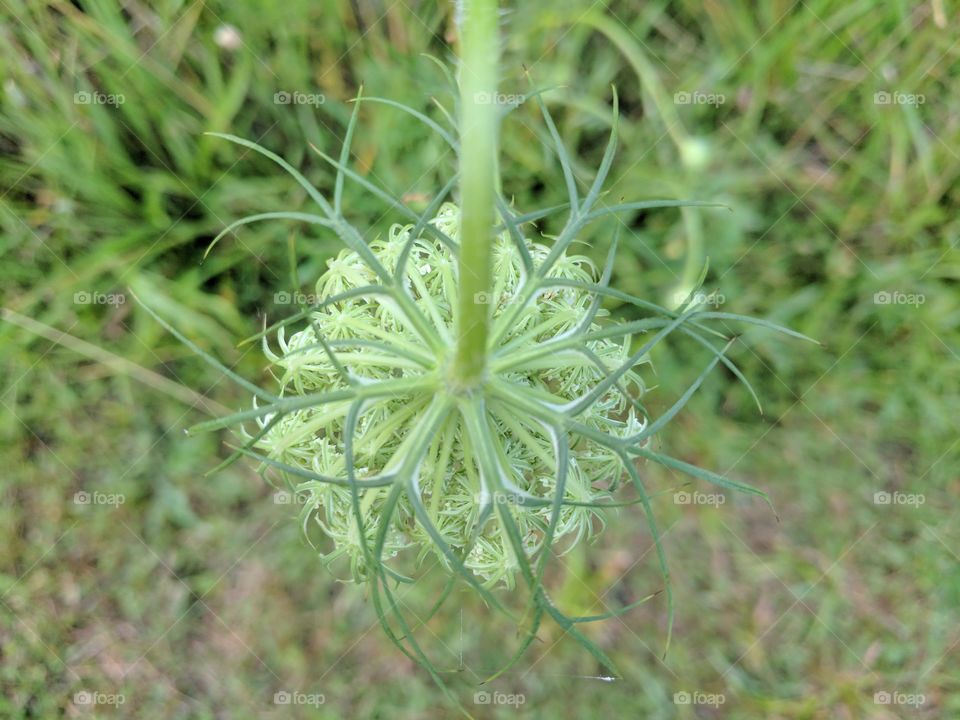 Green color story