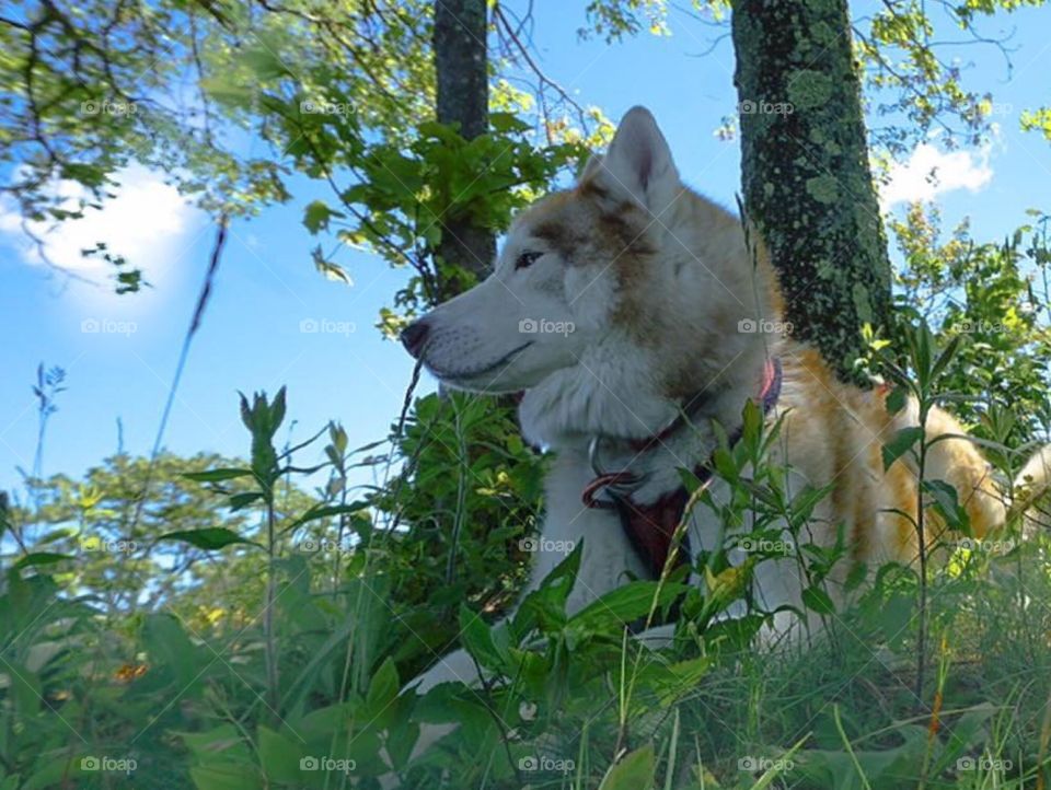 A red Siberian Husky sits on top of a mountain in the grass on a beautiful summer day catching the breezes. 