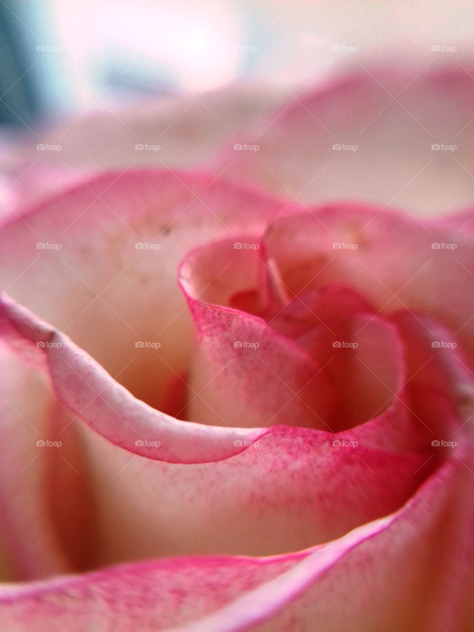 Pink rose