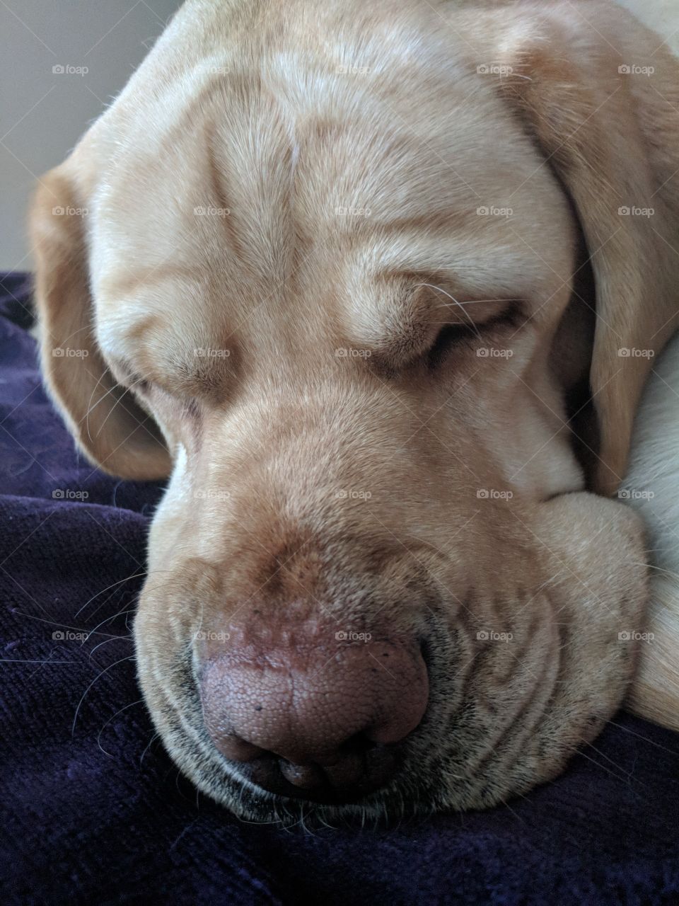 Smooched Face Dog Sleeping
