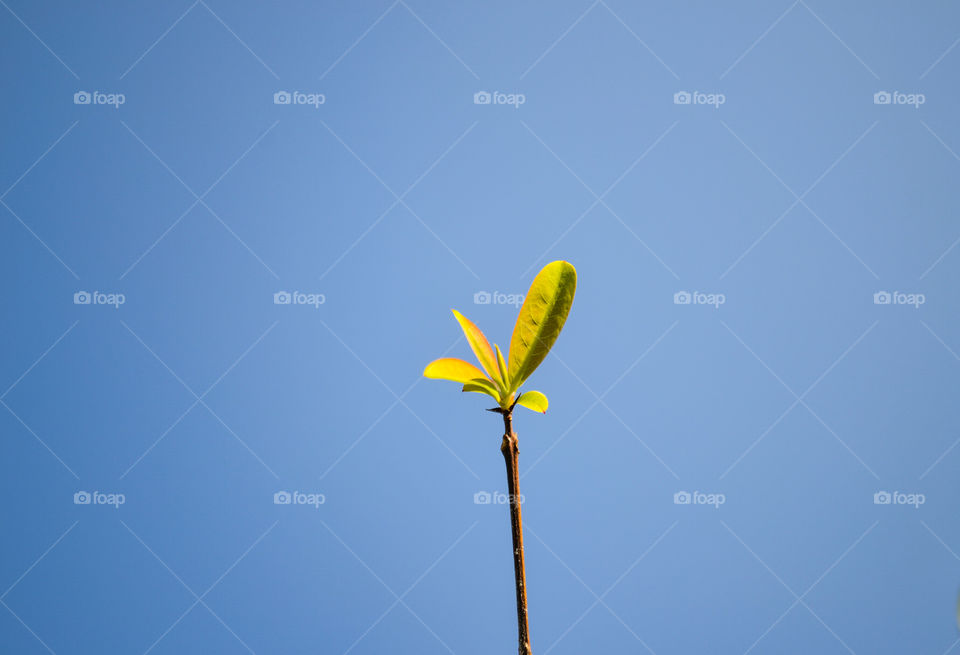 Plant with young leaves