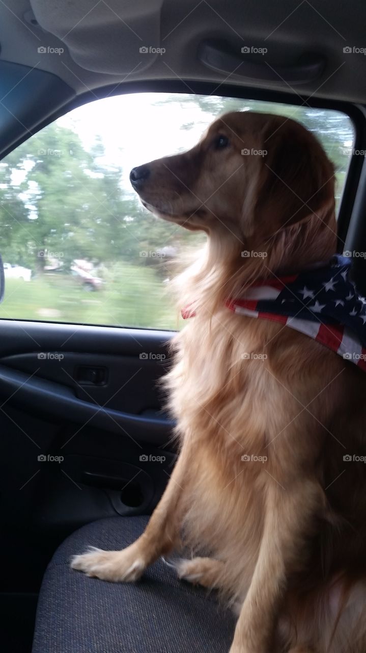 Golden out for a ride