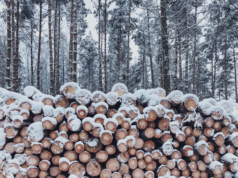 Logs in forest during winter