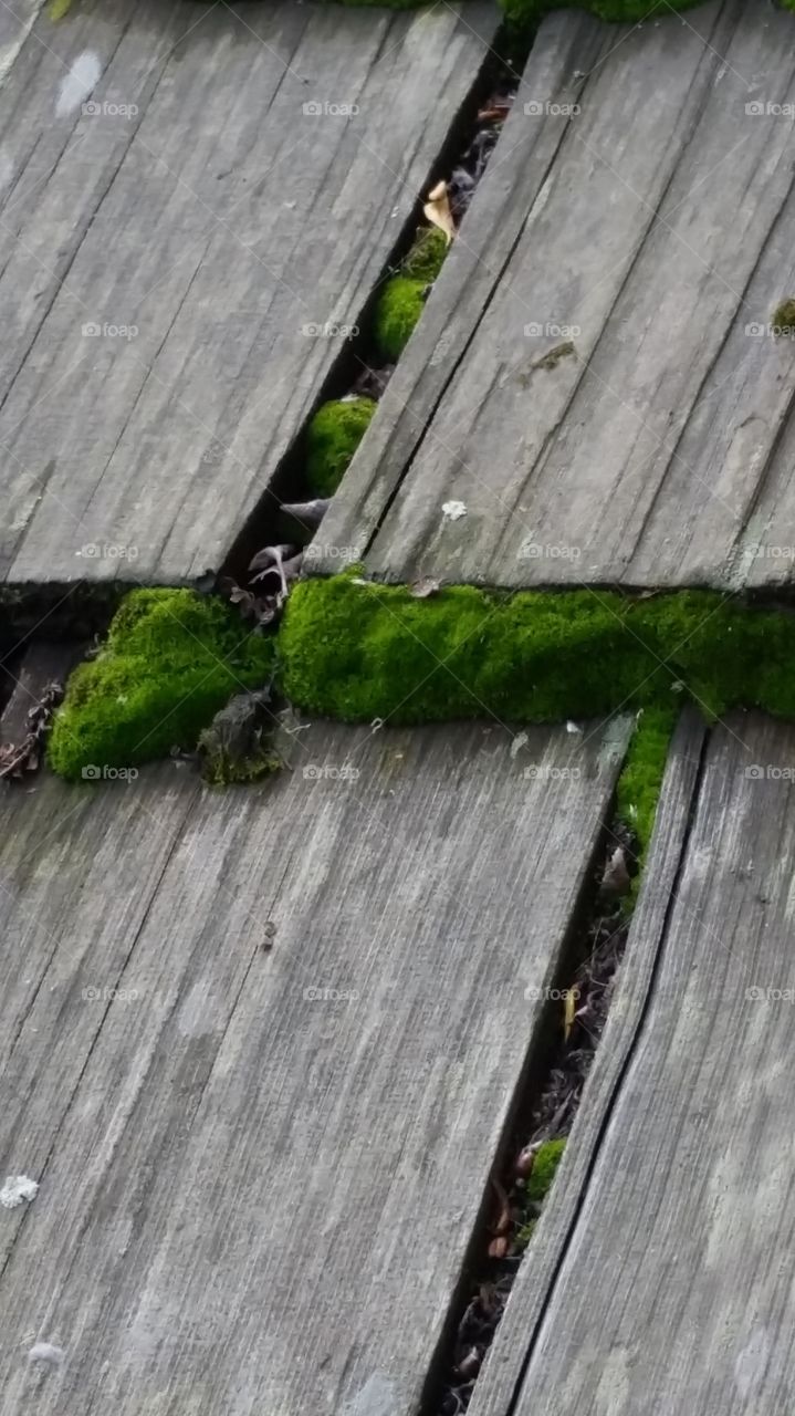 moss