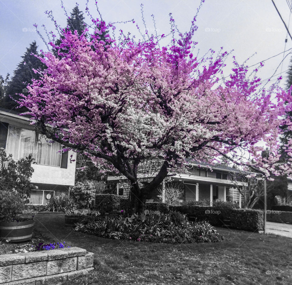 Black and white photo with a splash of magenta of Cherry Blossoms in my old Neighborhood.