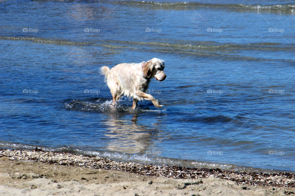 Summer pets