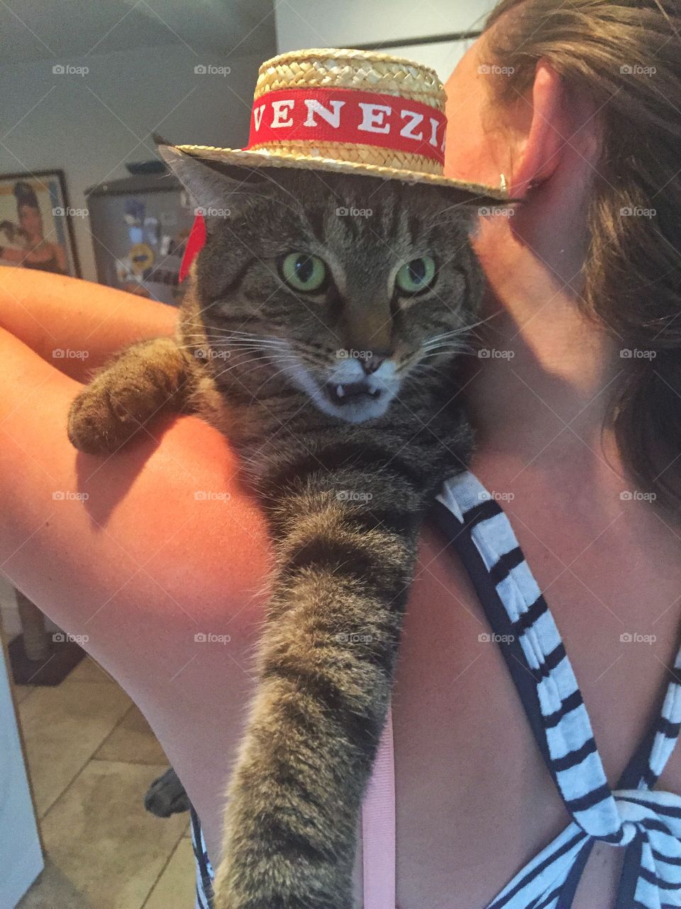 Cat in a hat