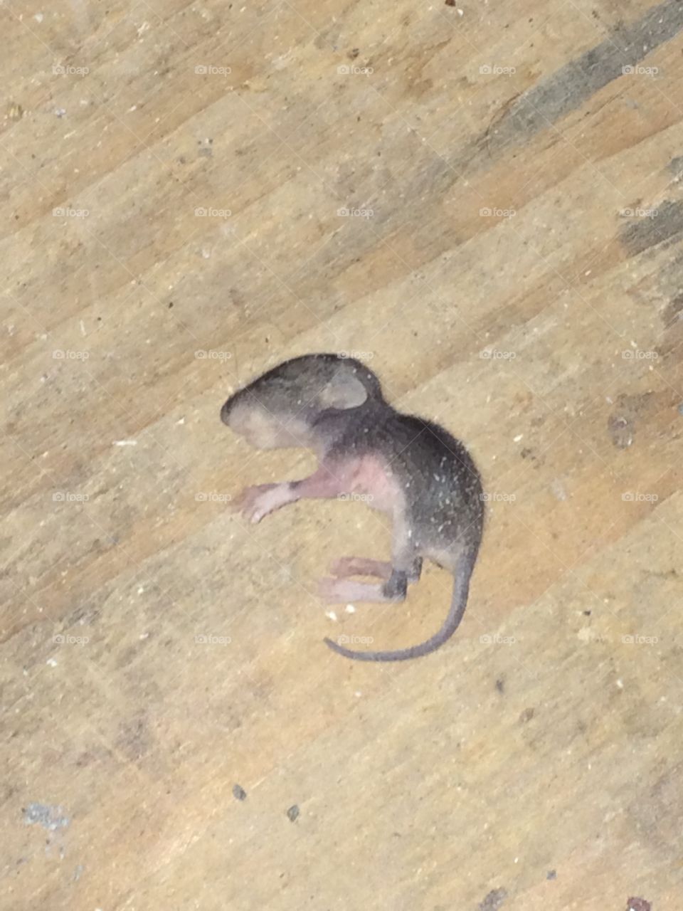 Orphaned Baby Rat!