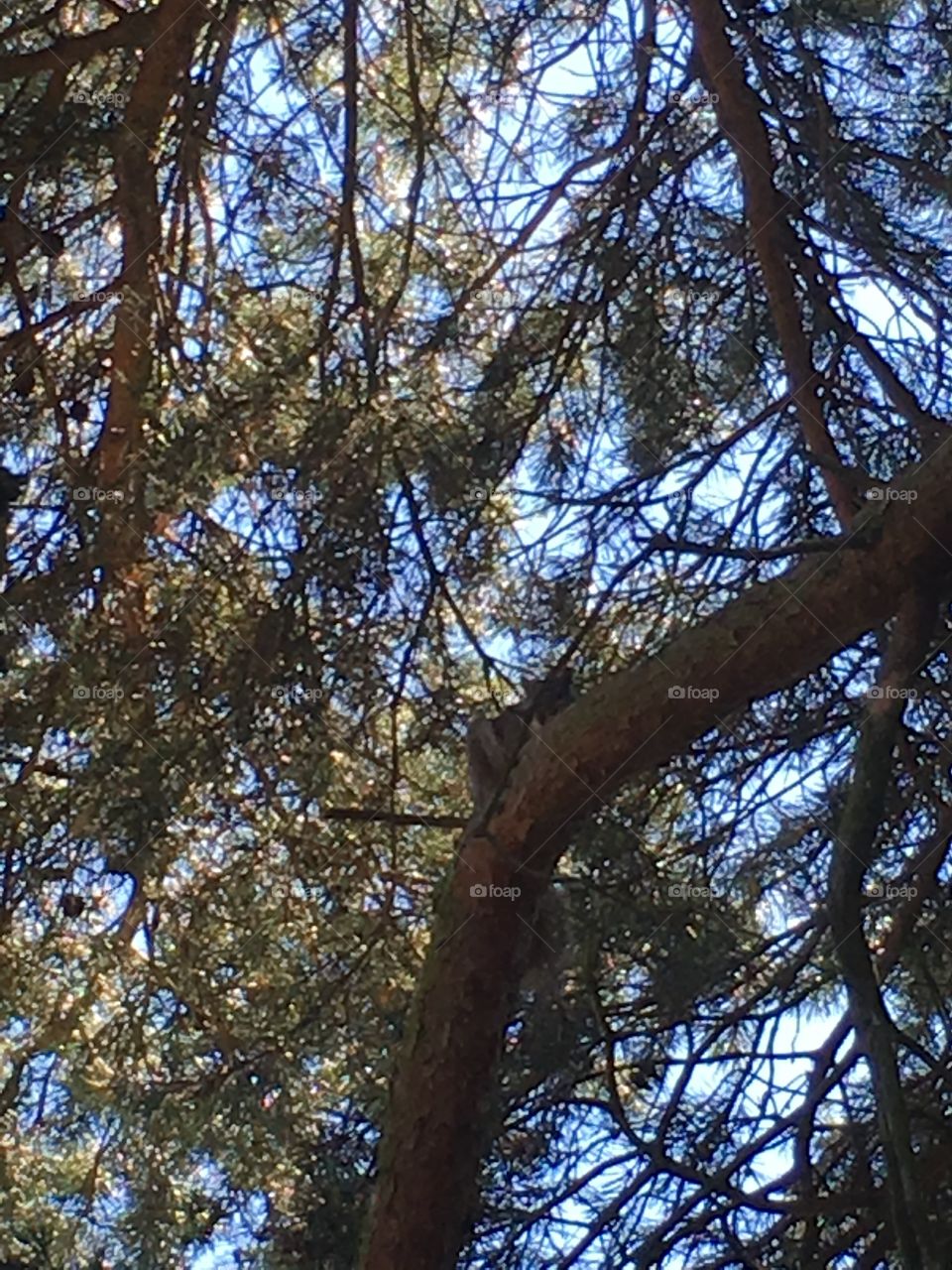 A grey squirrel climbing on a branch in a pine tree in my garden in summer 
