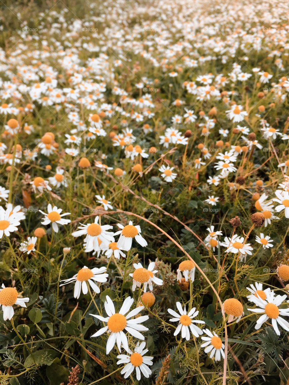 Daisy stroll. Instagram: @plantskies 🍄
