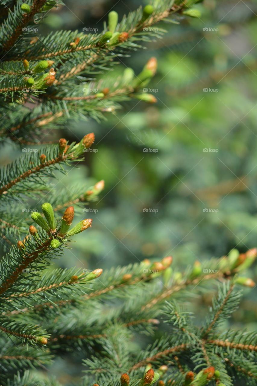 Winter, Christmas, Tree, No Person, Fir