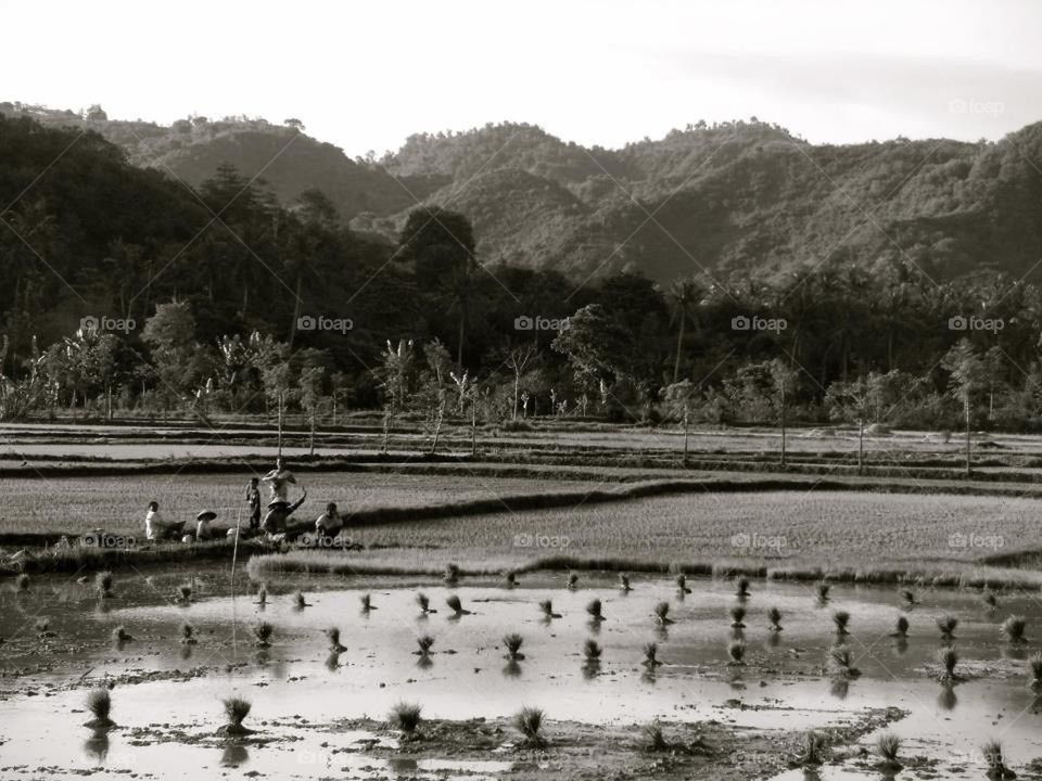Lambok Rice field