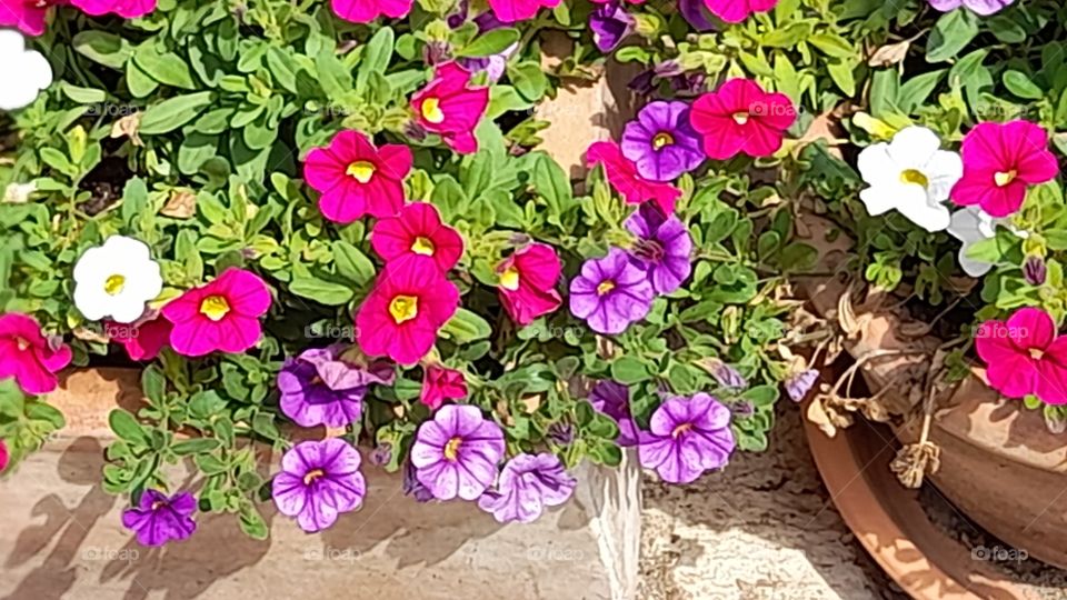 Flowers 🌼🌺🌞