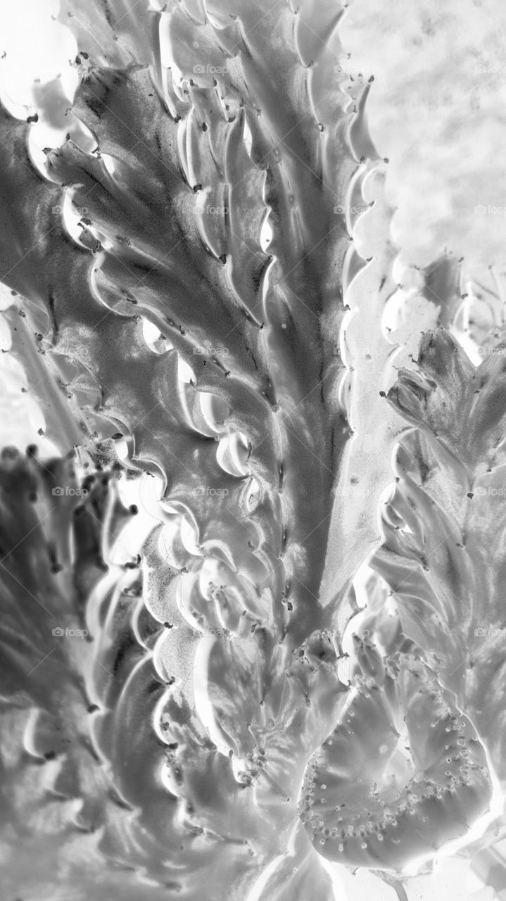 cactus negative grayscale