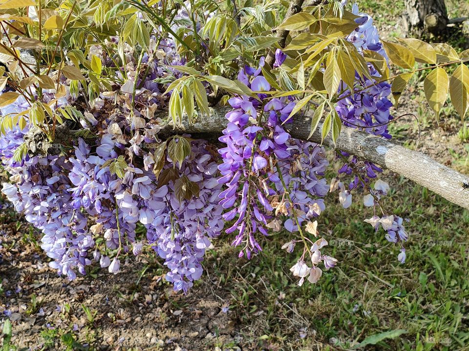 Pale purple wisteria