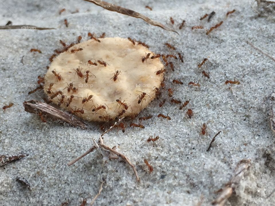 Ants on a cracker