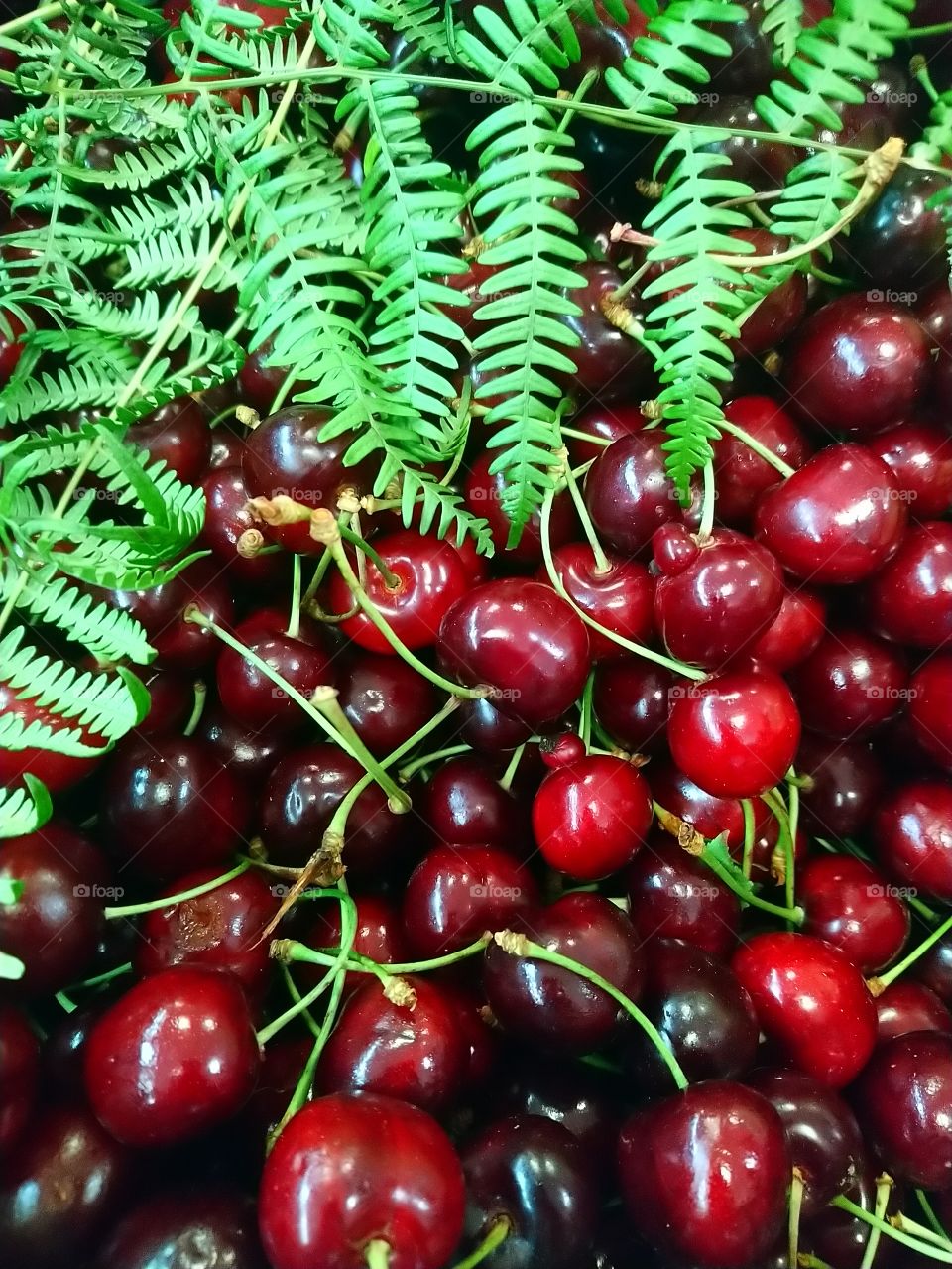 Cherries time