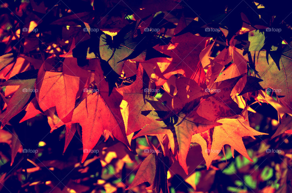 In Fall, leaves are colorful and it has natural beauty like colorful curtains that makes people happy during the season. 