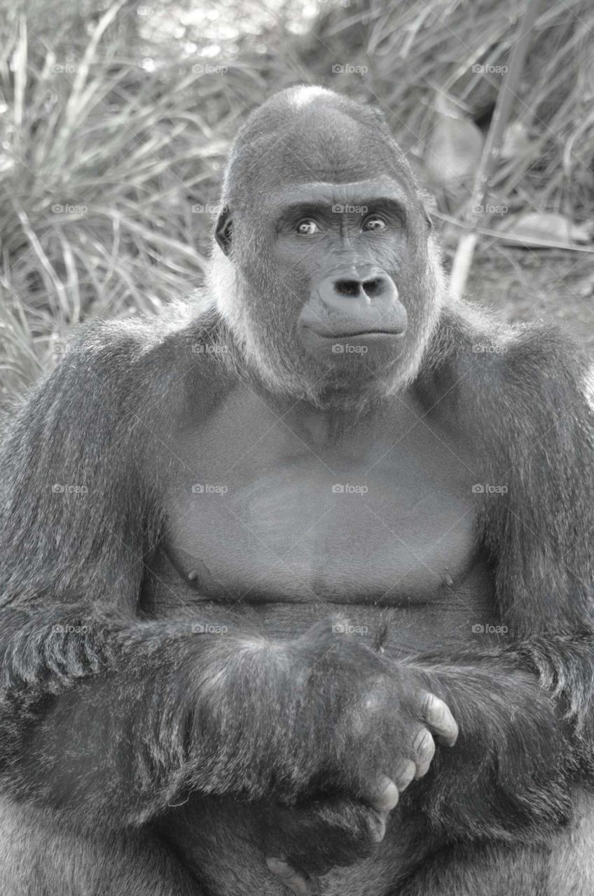 Gorilla