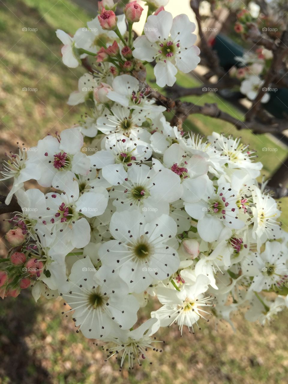 Bradford Tree Blooms