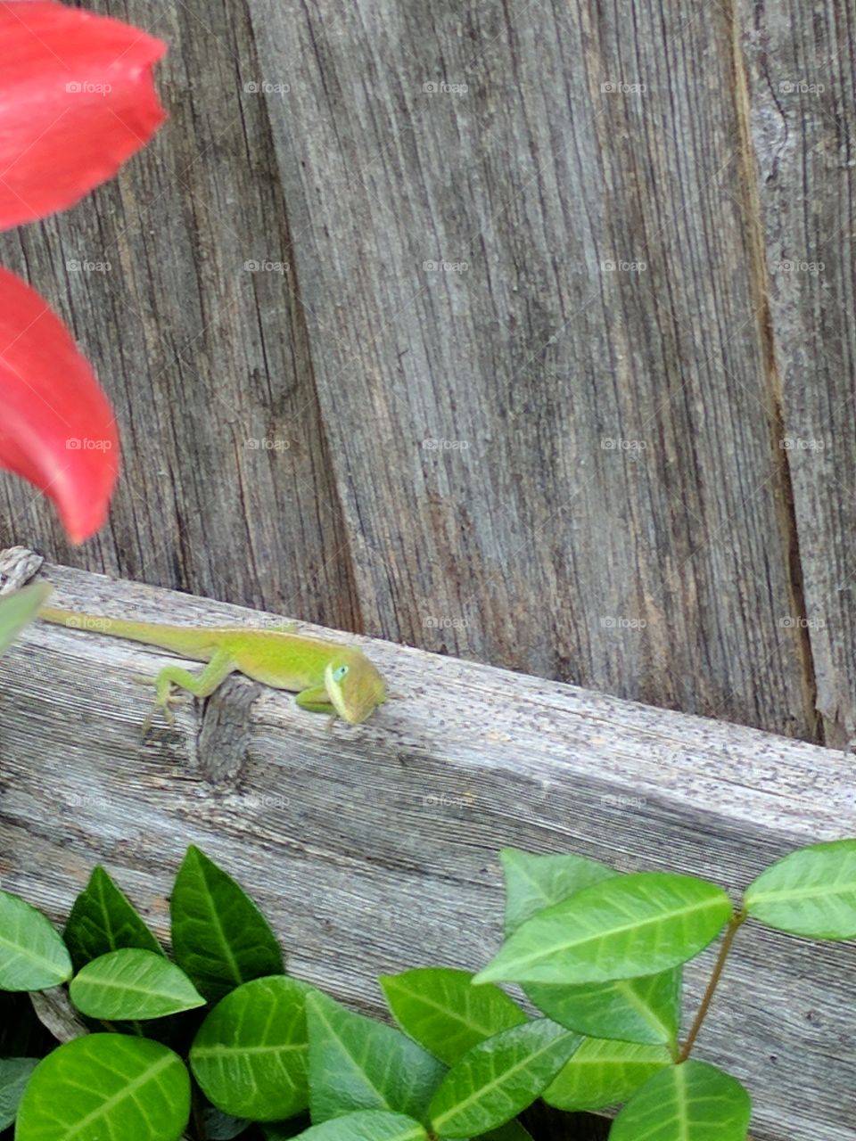curious green lizard