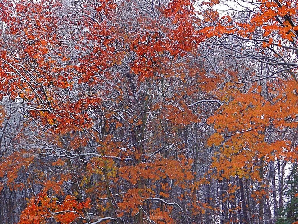 Fall Leaves on Winter Branches