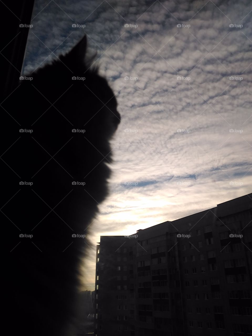 кошка смотрит а небо с 15 этажа