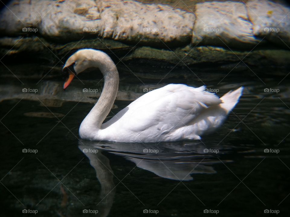 Swan

