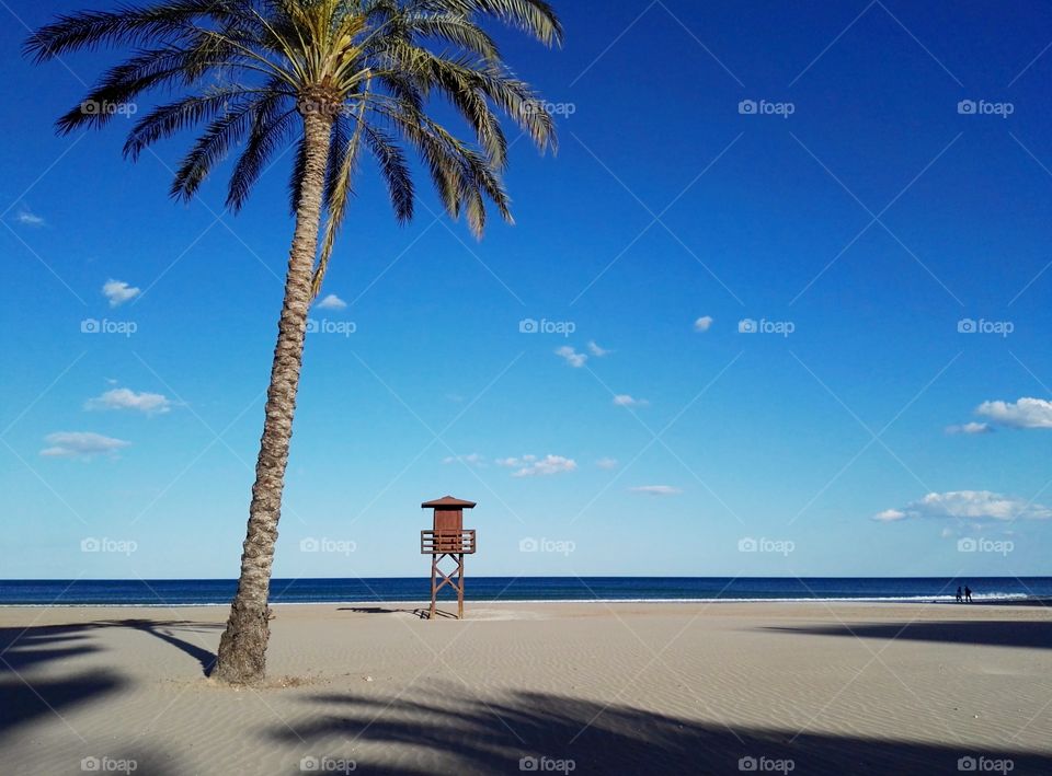 a palm, a beach house in the beach