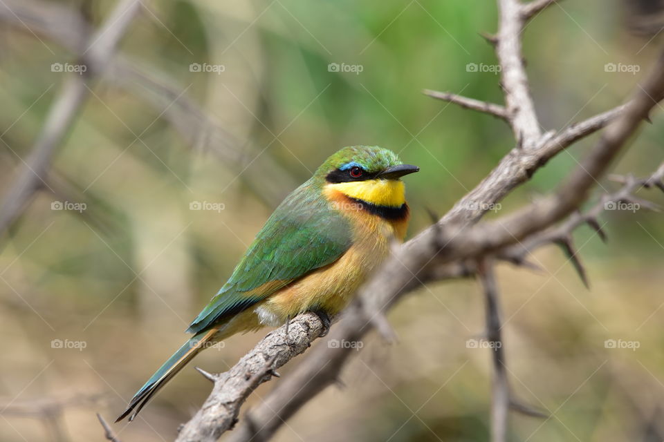 Beautiful Bird: Little Bee-Eater