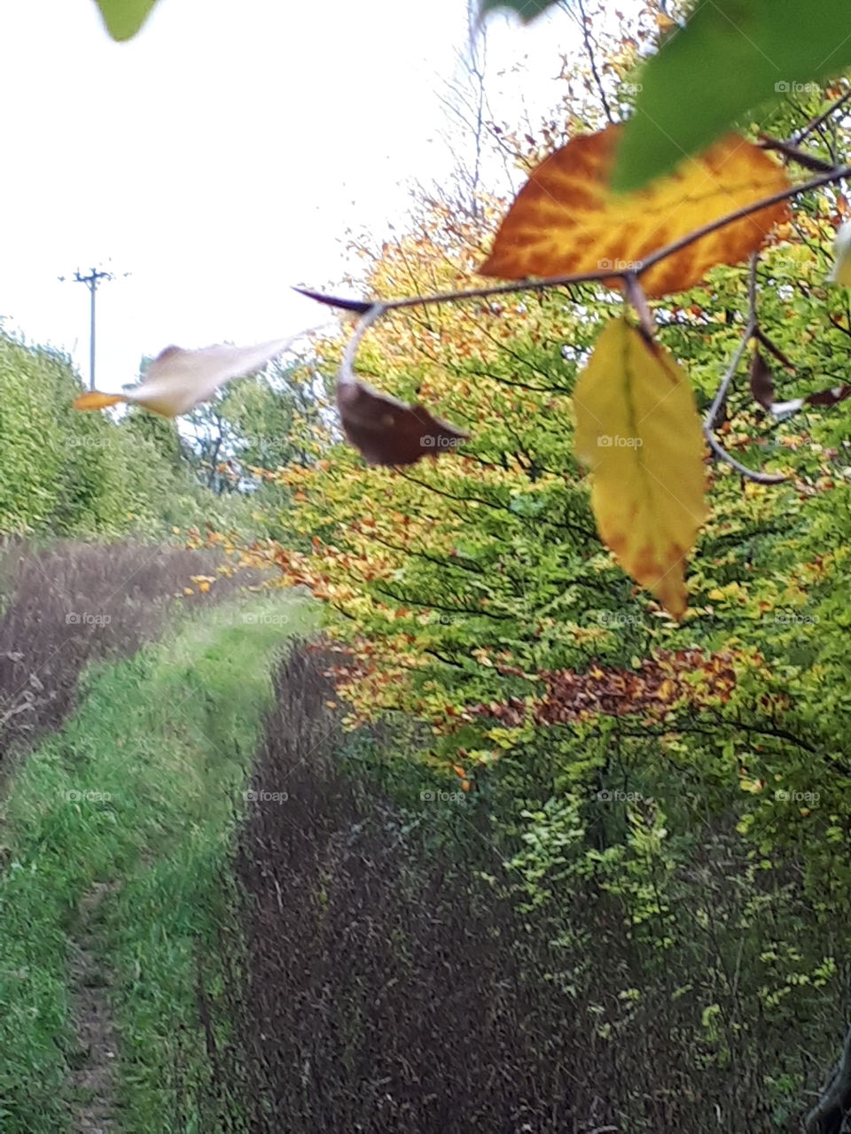 Leaf, Tree, No Person, Nature, Outdoors