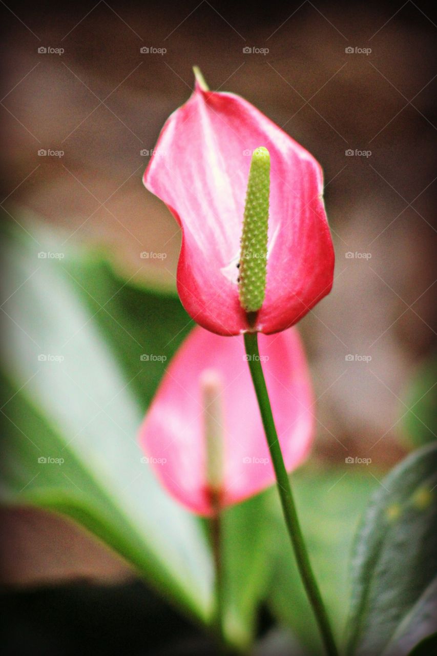 Pink lily