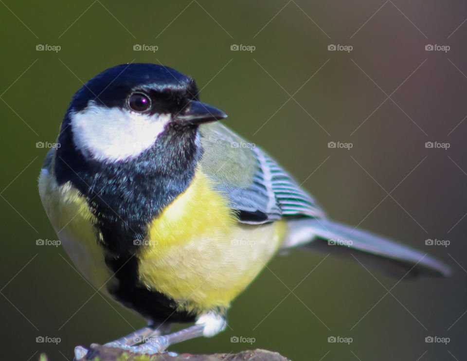 Great titmouse close up!