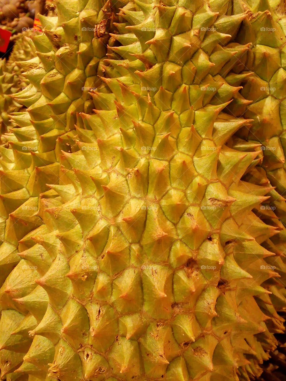 durian. regarded by many people in southeast asia as the "king of fruit"