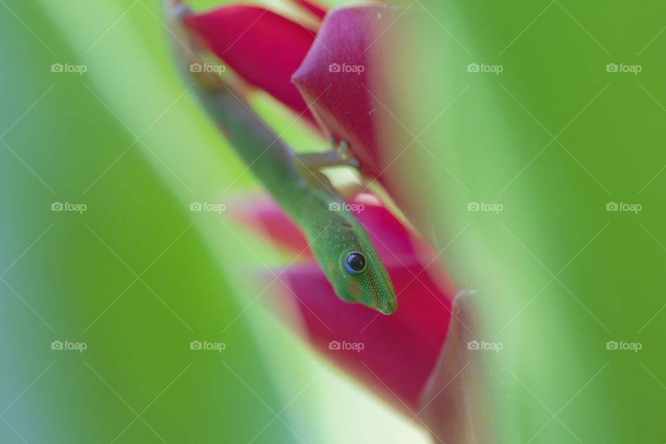 Hidden Gecko