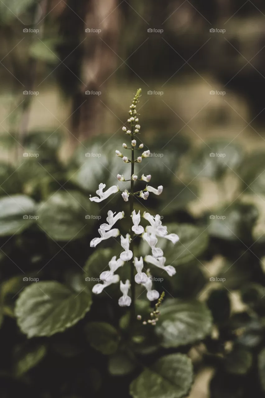 White flower 