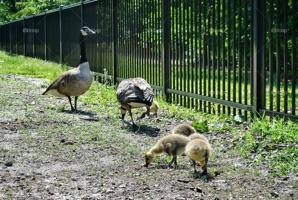 Canadian Geese and Goslings