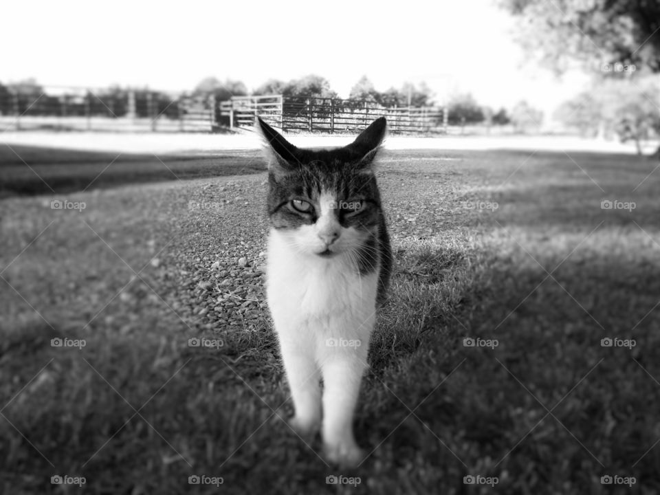 Cat in Black and White