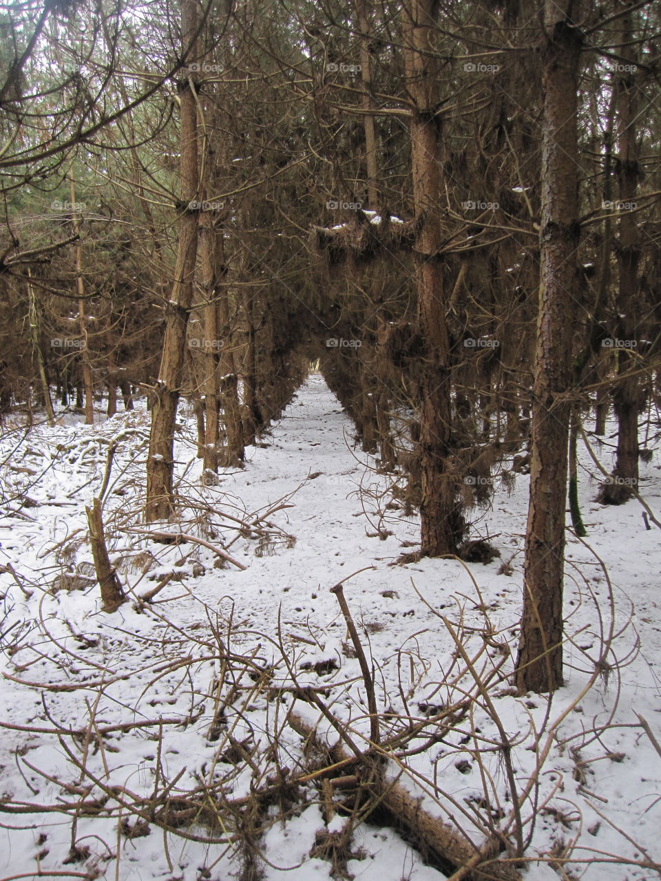 Cold Woodland Floor