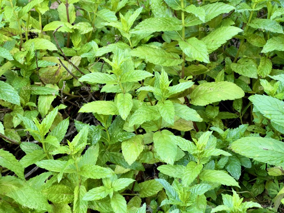 Organic mint plants live growing, filling entire image, background, scientific Mentha genus of family lamiaceae aromatic perennial, used in teas, salves, culinary, fresh or dried, essential oils, diffusers, chewing gum and traditional medicines