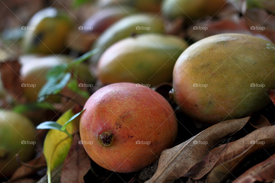 Juicy fruity mango