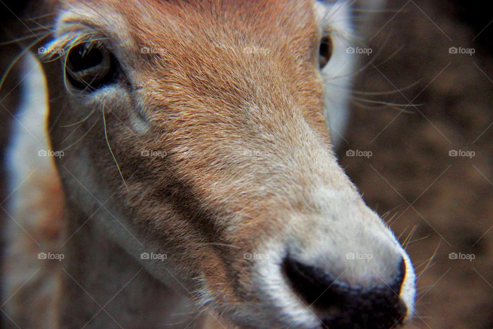 Deer nose