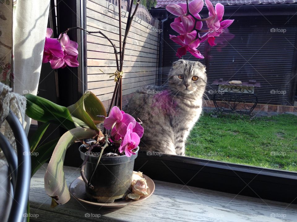 Cute Scottish cat sitting at the window with the bright flower