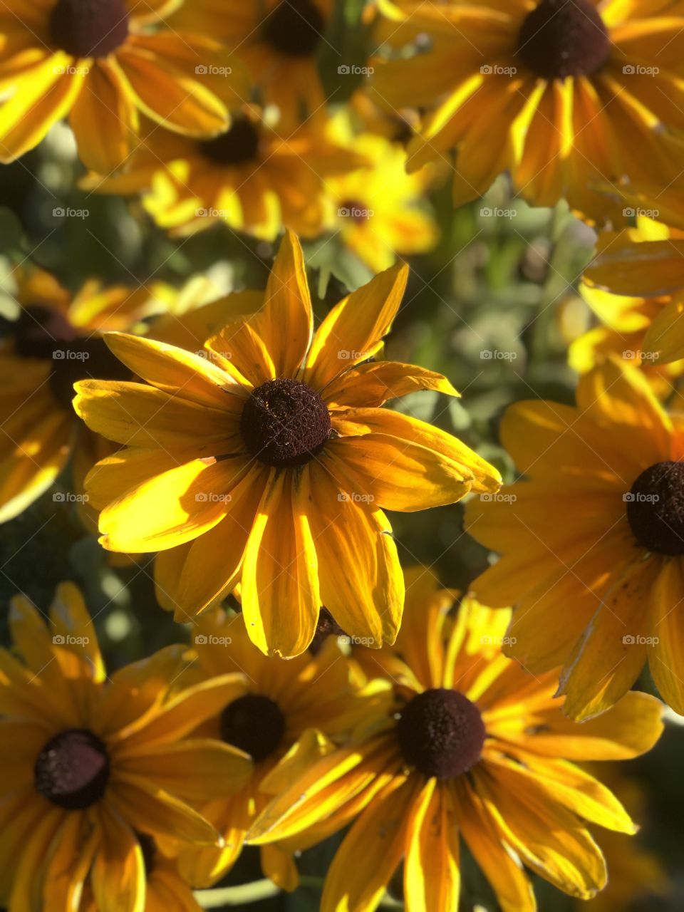 Sunflowers and sunshine. 