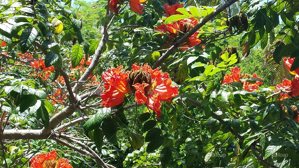 Poinciana Bloom. these flowering beauties were within reach at the Hemingway House in Key West, FL