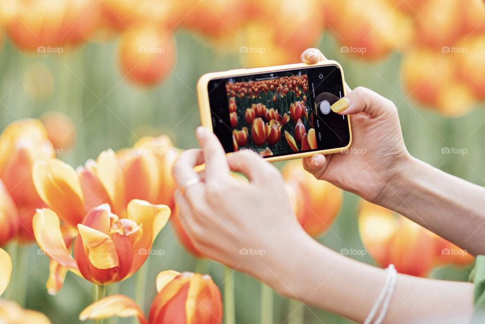 Woman taking photos of tulip field at spring