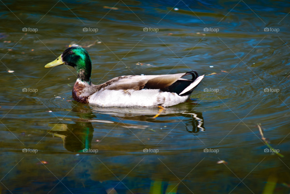 colorful duck sweden by AS74