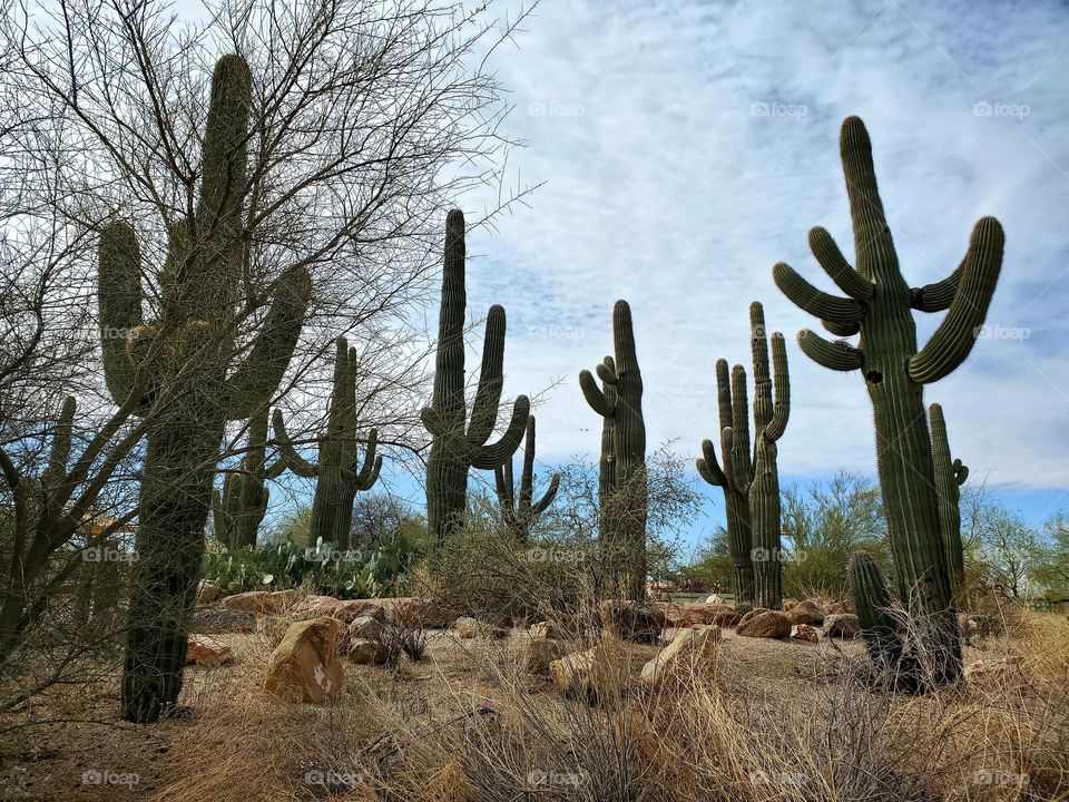 saguaro cacti in Arizona